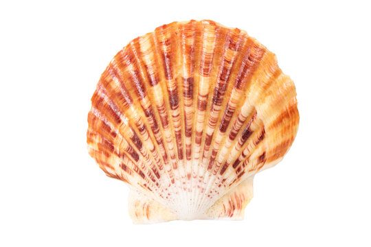 Fototapete - isolated shell of ocean mussel and snail