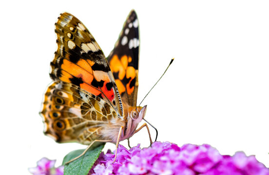 Fototapete - isolated butterfly sitting on flower