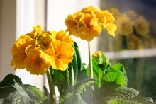 Fresh Spring Flower Primula Elatior, Golden Yellow Flowers Indoors. Primrose Flower Head Close-up With Green Leaves, Spring Potted Plant.