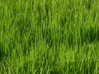 grass seeds plants weed florare production nature