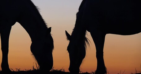 Sticker - Camargue or Camarguais Horse in the Dunes at Sunrise, Camargue in the South East of France, Les Saintes Maries de la Mer, Real Time 4K