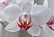 Weiße Orchideen Nahaufnahme