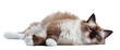 Cat Ragdoll isolated on transparent background