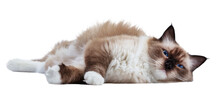Cat Ragdoll Isolated On Transparent Background