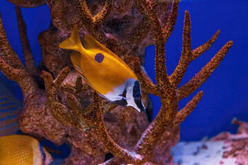 Wall Mural - Underwater shot of the fish Siganus uspi