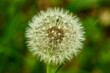 Extreme close-up shot of the ripe fruits of a dandelion plant (Taraxacum officinale) against a blurred green background