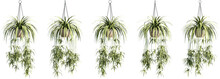 3d Rendering Of Hanging Plant In Pot, For Illustration And Visualization