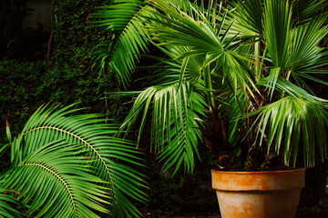 Gorgeous palm trees with fresh green leaves growing in pots.Small palm trees on dark background. Trachycarpus fortunei, Chinese windmill palm, Chusan palm - hardy evergreen tree in Arecaceae family.