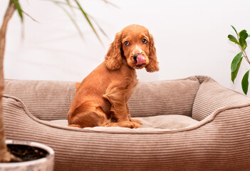 Wall Mural - Red cocker spaniel puppy sits in a lounger. Cute puppy is two months old, licking and looking up. The photo is blurred