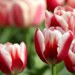 Wall Mural - tulip Tulipa, bulbous herbs in lily family Liliaceae. Tulips, garden flowers, cultivars and varieties. Flowers delicate reddish white with stripes and spots. Beautiful buds. Landscaping, flowerbed