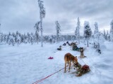Fototapeta Sawanna - dog in snow