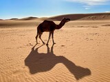 Fototapeta Sawanna - camel in the desert