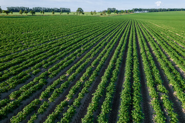 Wall Mural - A top view of a field where potatoes grow in long, even rows and are cultivated in large quantities. This is an industrial farm.