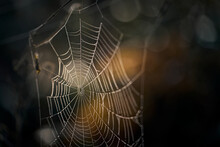 Dekoratives, Herbstliches Spinnennetz Mit Tautropfen, Das Sich Zwischen Den Dürren Pflanzenstengeln Aufspannt. Nahaufnahme Mit Weichem Hintergrund Und Sanftem Sonnenlicht.