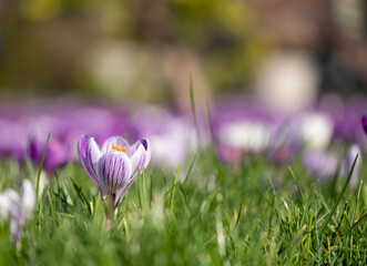 Wall Mural - Purple and white crocuses growing in the grass in the conifer lawn at RHS Wisley, Surrey UK.