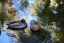 A Male And A Female Mallard Ducks Resting In A Pond.