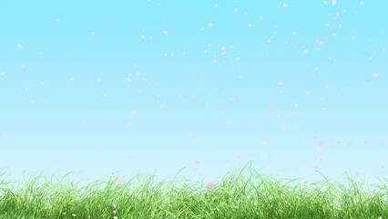 Wall Mural - grass swaying with cherry blossom loop on blue sky. green grass swing with cherry blossom fall on li