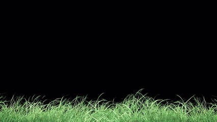 Wall Mural - grass wind strong seamless loop with alpha channel. element footage place on footage or background a
