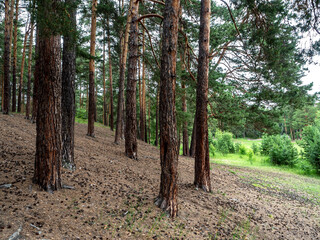 Wall Mural - pine trees on a hilll in the forest