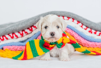 Aufkleber - Cute Bichon frise puppy wearing warm scarf sitting under stack of warm plaids in cold autumn or winter weather
