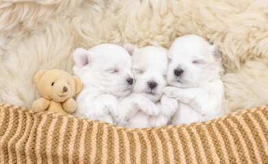 Sticker - Tiny white lapdog puppies sleep under white blanket on a bed at home with favorite toy bear. Top down view