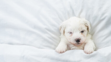 Aufkleber - Cozy tiny Bichon Frise puppy sleeps under  white blanket on a bed at home. Top down view. Empty space for text