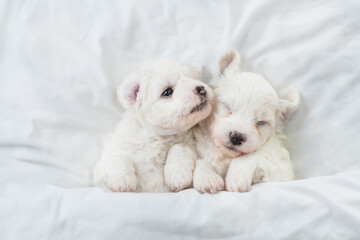 Two cozy Bichon Frise puppy lying under  white blanket on a bed at home. Top down view