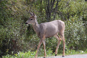 Wall Mural - deer in the woods