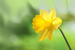 Yellow daffodil flower head is closed up under sunny light on blurred green background