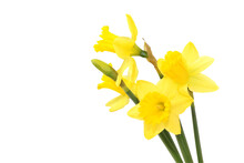 Yellow Daffodils Isolated On White