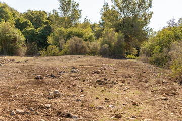 The Carmel  forest near Haifa city in northern Israel