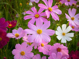 Fototapeta Maki - Cosmos flower with blurred background. blooming pink flower.