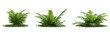 Group of fern leaves  on transparent background 3d rendering png