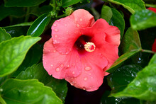 Pink Hibiscus Flower With Water Drops