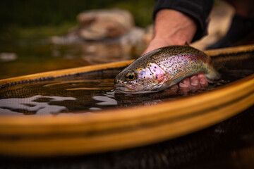 speckled rainbow trout in the fishing net