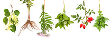 Fresh Tea Plants Hung Up To Dry, Transparent Background
