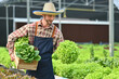 © Prathankarnpap - Portrait of successful farmer harvesting vegetables in hydroponic greenhouse. Agro cultivation and small business concept