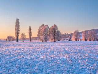 Wall Mural - Snow Covered Winter Landscape with Trees covered by Hoarfrost in  the First Light of the Rising Sun