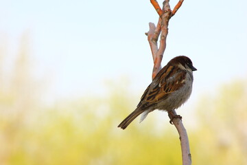 Cute sparrows perched on a branch