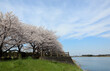 Thin clouds in a blue sky and views of cherry blossoms and the river.