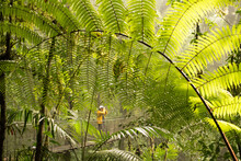 Bird Watcher On Rainforest Canopy Walk, Costa Rica