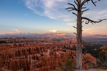 Old Dead Tree Snag With Aerial Sunset View Of Hoodoo Sandstone Rock Formations In Bryce Canyon National Park, Utah, USA. Last Sun Rays Touching On Natural Unique Amphitheatre Sculpted From Red Rock