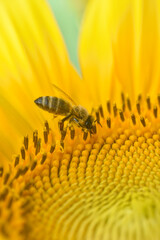 Wall Mural - Honey bee sits on a sunflower. Honey Bee pollinating sunflower. A bee collects nectar from flowers