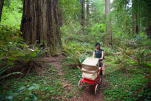 A Young Mother Pushes An Antique Baby Stroller (pram) On A Trail Through Stout Grove.