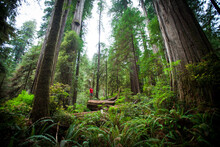 A Hiker Admires The Giant Redwood Forest Near The Old Boy Scout Trail In Stout Grove.