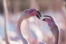 Portrait Of Two Pink Flamingoes