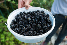 Wild Blackberries Are Picked By A Local Spaniard In Northern Spain.