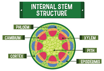 Sticker - Internal structure of stem diagram