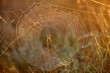 © Cavan Images - spider web and spider in Wild Coast In Quiberon