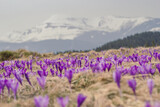 Fototapeta Kwiaty - Purple wild flowers meadow landscape photo. Nature scenery photography with snow capped mountains on background. Ambient light. High quality picture for wallpaper, travel blog, magazine, article